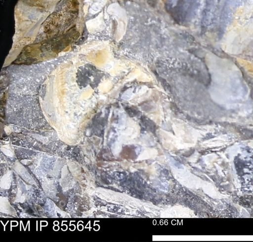 undet. Teredinidae