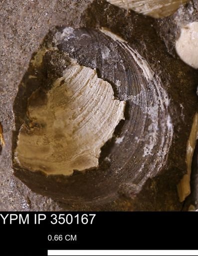 Limopsis striatopunctatus