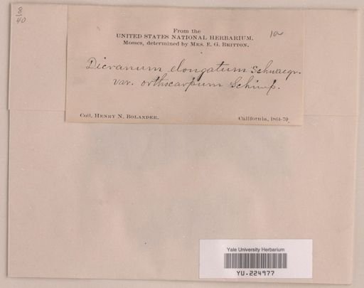 Dicranum elongatum
