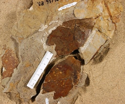 Protophyllocladus subintegrifolius