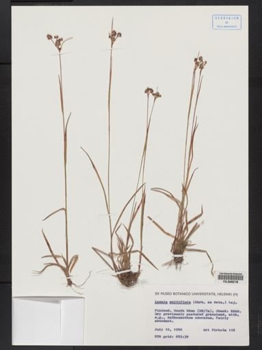Luzula multiflora