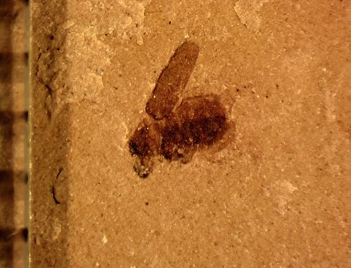 undet. Coleoptera