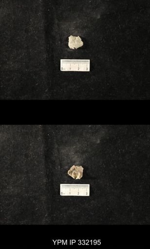 undet. Strophomenoidea
