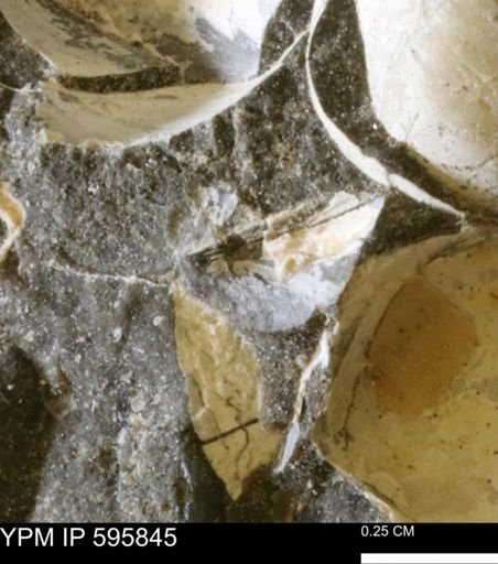 Protocardia sp.