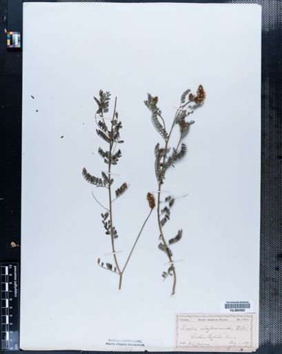 Dalea alopecuroides