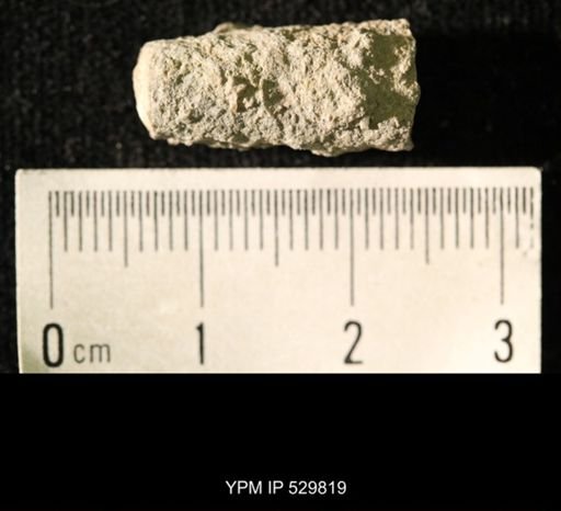 Pseudorthoceras knoxense