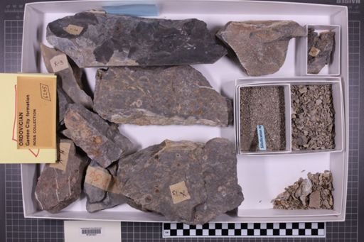 mixed taxa, stratigraphic collection