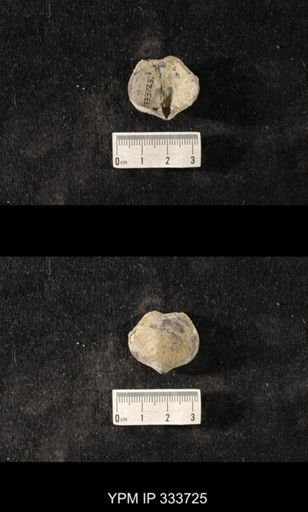 Athyris sp.