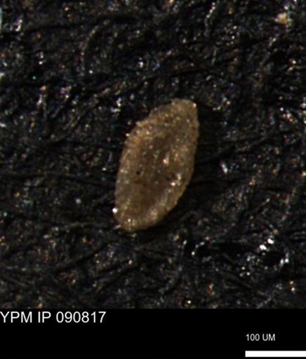 Miliammina manitobensis