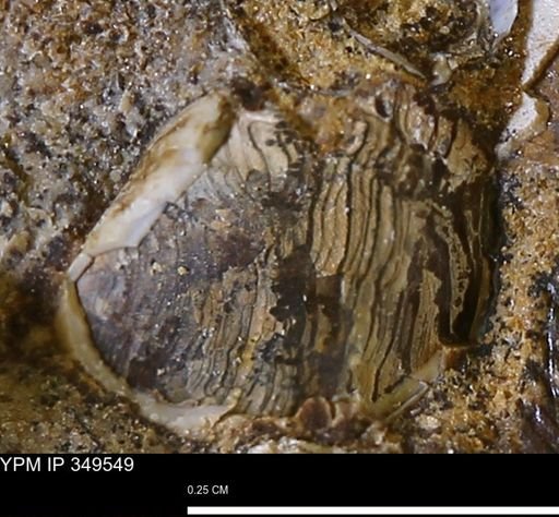 undet. Mollusca
