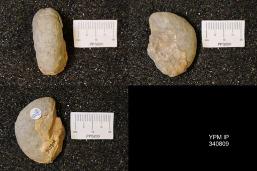 Scaphites sp.