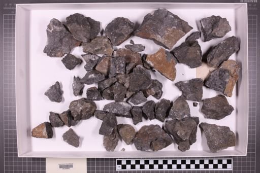 mixed taxa, stratigraphic collection