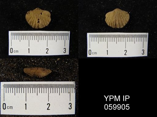 Anoplotheca fimbriata