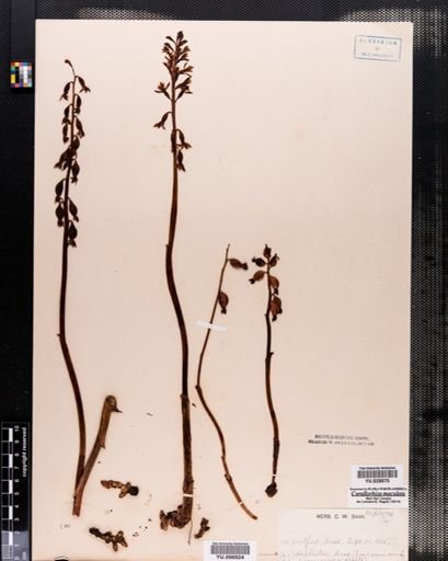 Corallorrhiza