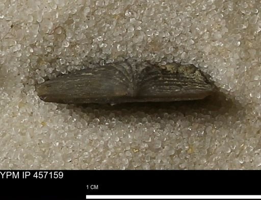 Stropheodonta sp.