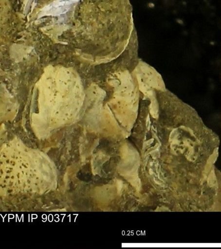 Corbulamella sp.