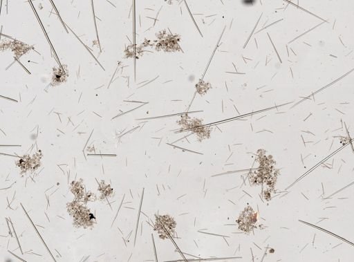 Trachyteleia hispida