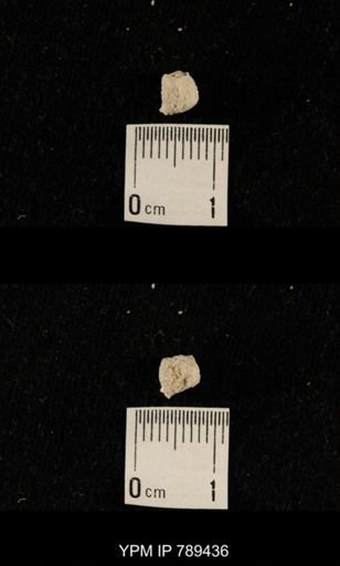 undet. Bryozoa