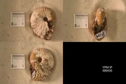 undet. Scaphitidae