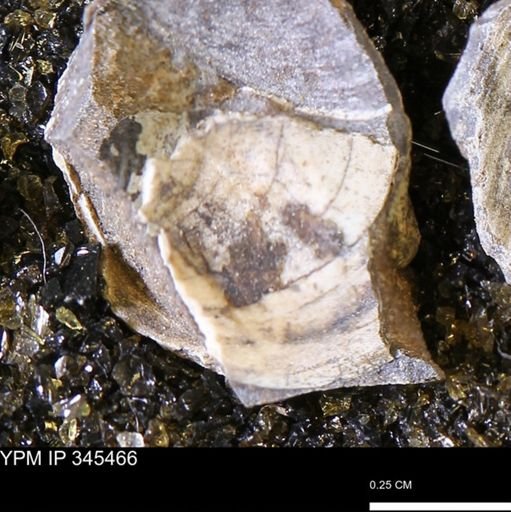 undet. Bivalvia