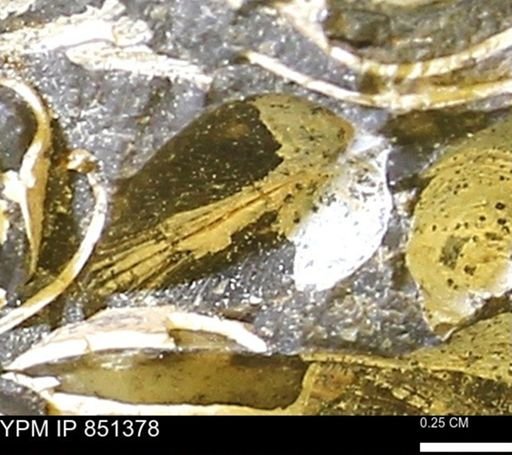 Limopsis striatopunctatus