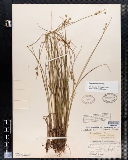 Carex echinata