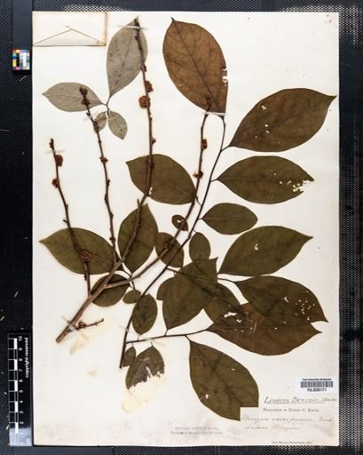 Lindera benzoin