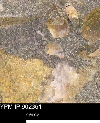 undet. Mollusca