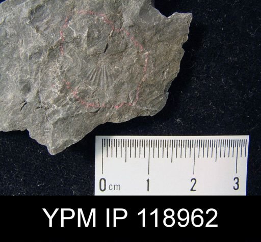 Anoplotheca hemispherica