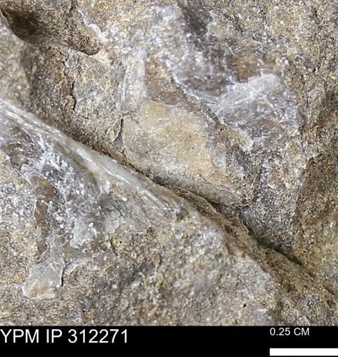 undet. Bivalvia
