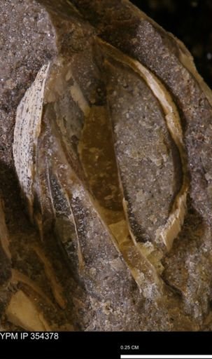 undet. Mollusca