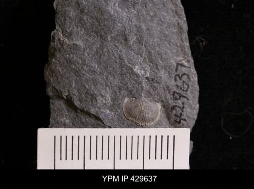 Devonochonetes sp.