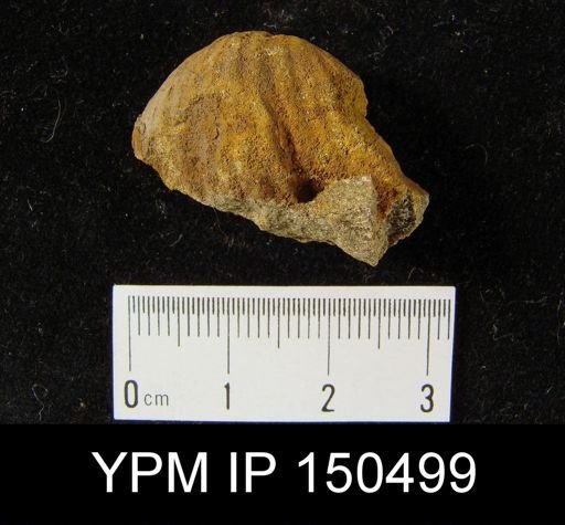 Orthorhynchula sp.