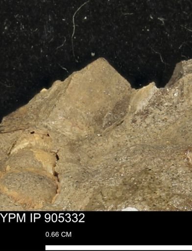 undet. Mollusca