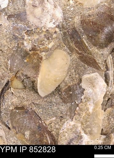 Limopsis striatopunctatus