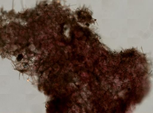 Haliclona (Gellius) flagellifera
