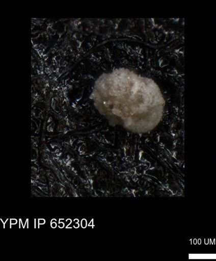 undet. Foraminiferida
