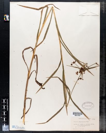 Scirpus polyphyllus