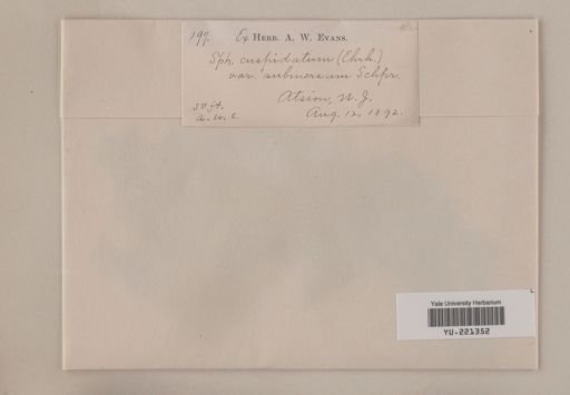Sphagnum cuspidatum