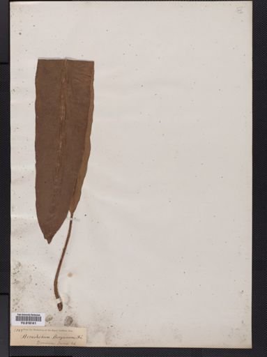 Elaphoglossum