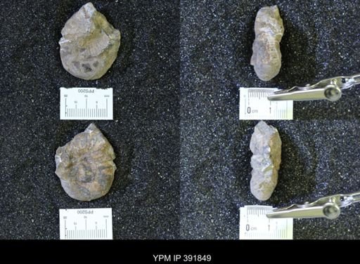 Scaphites whitfieldi