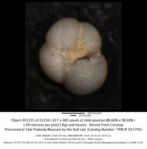 undet. Foraminiferida