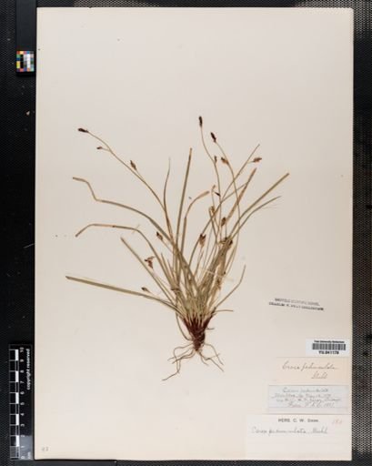 Carex pedunculata