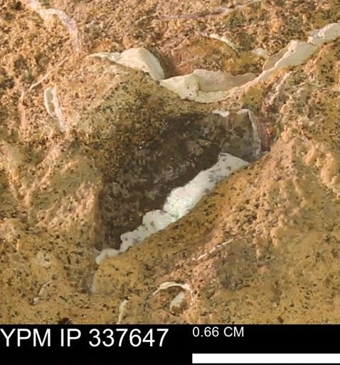 undet. Mollusca