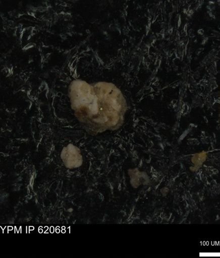 undet. Foraminiferida