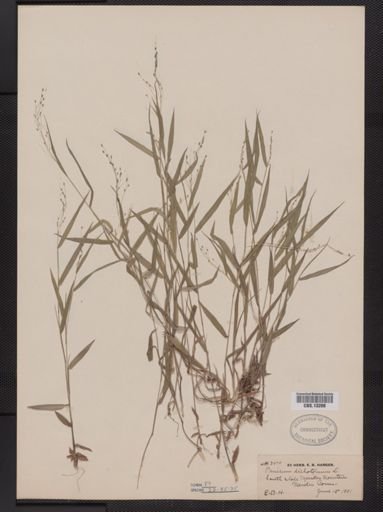 Panicum dichotomum