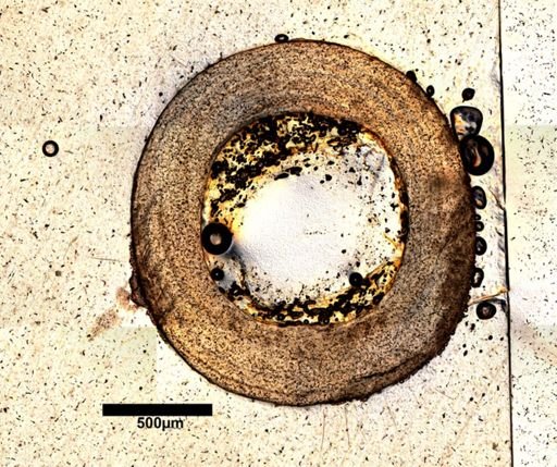 Pituophis melanoleucus affinis