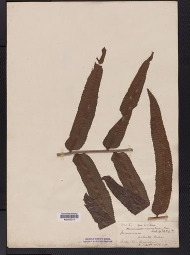 Dryopteris