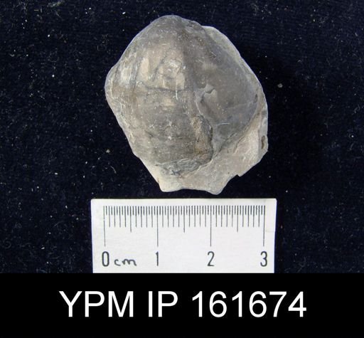 Triplecia insularis anticostiensis