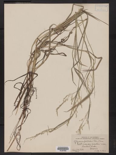 Glyceria pallida
